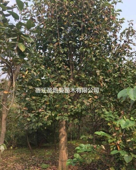 红瑞木 又名凉子木 苗圃种植苗 工程苗 红王子锦带 红麻球