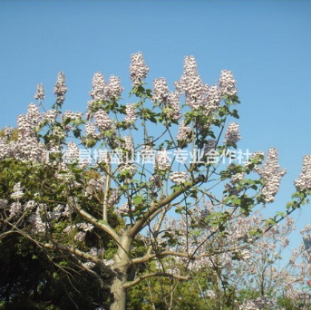 安徽泡桐树价格 12-20cm