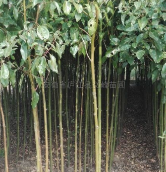 香樟行情报价\香樟图片展示