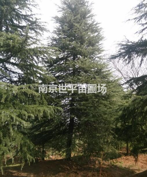 5米5雪松价格 6米5雪松价格 7米5雪松价格 8米5雪松图3