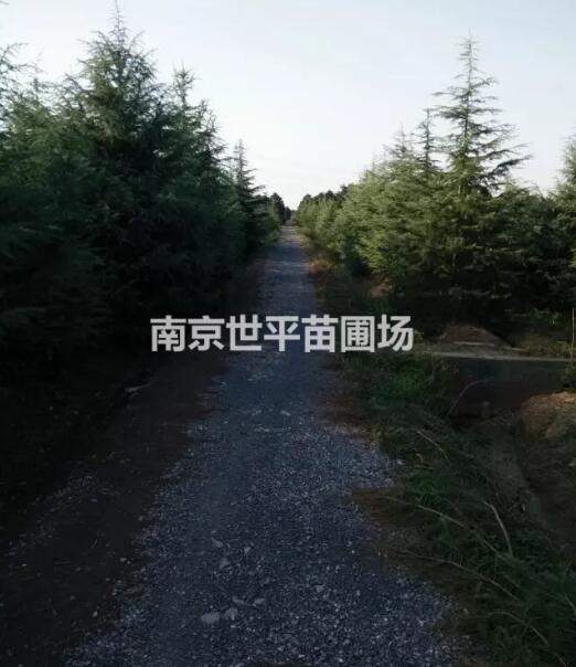 5米5雪松价格 6米5雪松价格 7米5雪松价格 8米5雪松图2