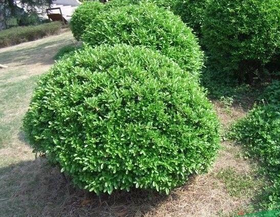 冬青，新冬青报价冬青产地图2