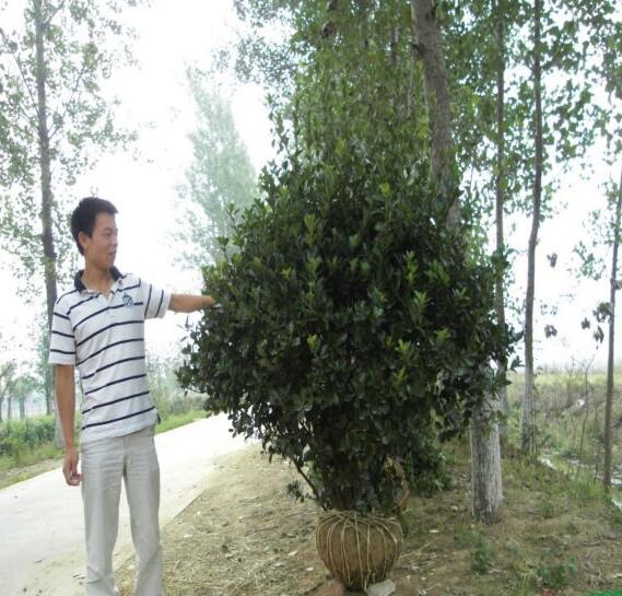 冬青，新冬青报价冬青产地图3