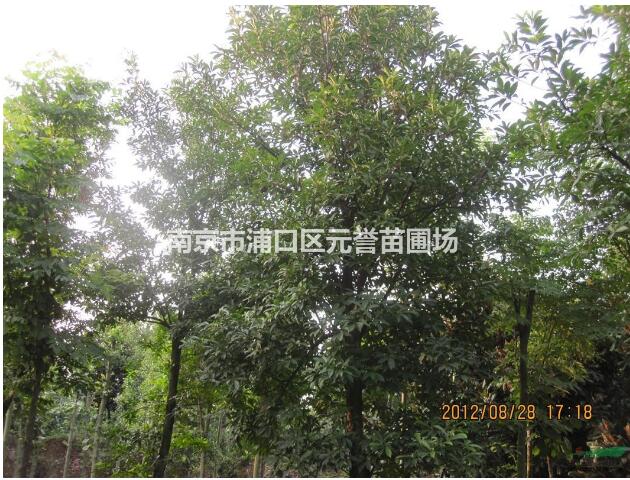 高杆女贞，冬青树，大叶女贞图2