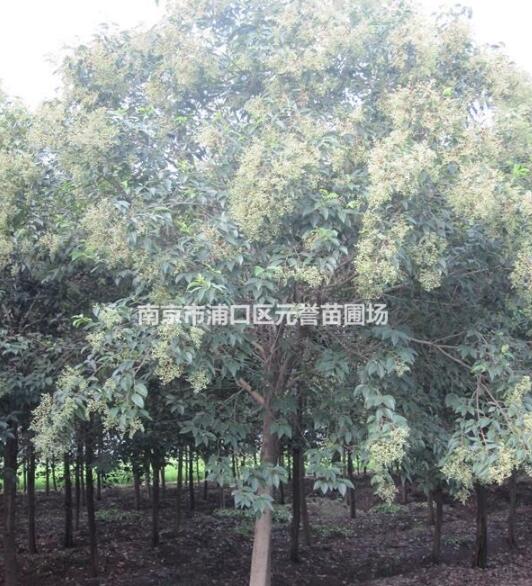 高杆女贞，冬青树，大叶女贞图3