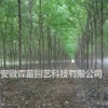 速生榆2公分-11公分