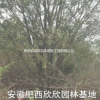 安徽丛生朴树、肥西丛生朴树价格、合肥移栽朴树、丛生朴树哪里有