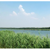 天津将建湿地生态补偿制度 自明年起试行