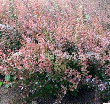 苗圃直销 大量红叶小檗苗 球 工程绿化园林苗 盆栽地栽苗自销
