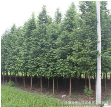 基地批发 水杉小苗 水杉树苗 水杉苗批发 根系发达 成活率高