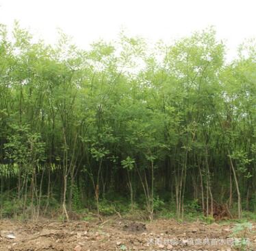 基地批发绿化苗木国槐树苗国槐小苗 速生国槐苗规格齐全工程绿化图2
