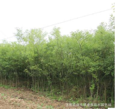 基地批发绿化苗木国槐树苗国槐小苗 速生国槐苗规格齐全工程绿化图3