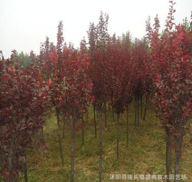 基地批发速生紫叶李树苗 规格齐全 绿化工程苗木 红叶李 根系发达图3