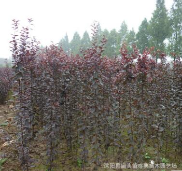 基地批发速生紫叶李树苗 规格齐全 绿化工程苗木 红叶李 根系发达图2