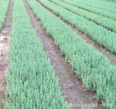 基地批发速生紫叶李树苗 规格齐全 绿化工程苗木 红叶李 根系发达
