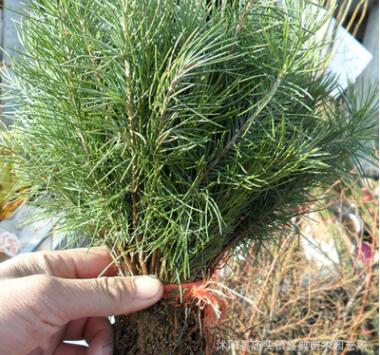 基地批发速生紫叶李树苗 规格齐全 绿化工程苗木 红叶李 根系发达图3