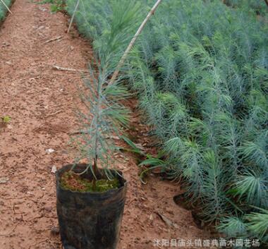 基地批发速生紫叶李树苗 规格齐全 绿化工程苗木 红叶李 根系发达图2