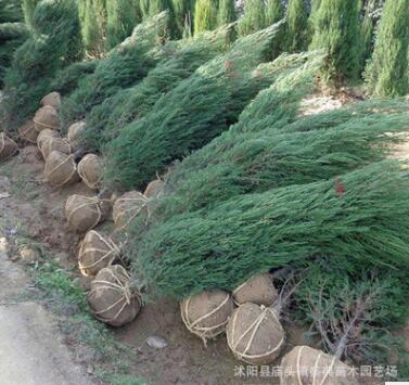 基地批发蜀桧小苗蜀桧优质绿化苗品种齐全蜀桧树 量大优惠图3