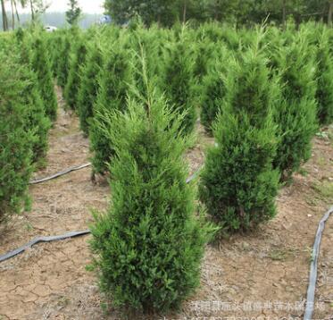 基地批发蜀桧小苗蜀桧优质绿化苗品种齐全蜀桧树 量大优惠图2