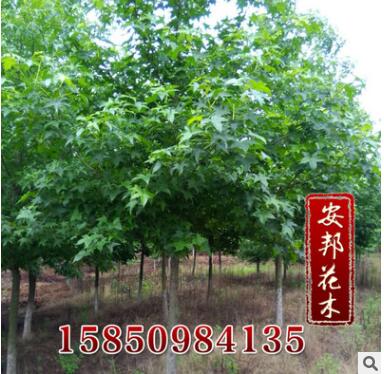 批发供应优质园林景观苗木 五角枫工程苗 五角枫树图3