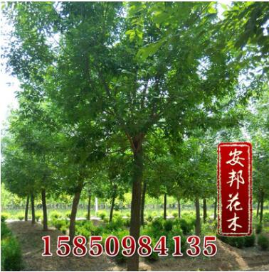 批发供应优质园林景观苗木 五角枫工程苗 五角枫树图2