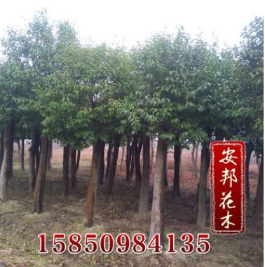 大量供应香樟绿化树木 香樟树 规格齐全香樟苗 名贵树苗 量大优图2