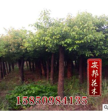 大量供应香樟绿化树木 香樟树 规格齐全香樟苗 名贵树苗 量大优图3