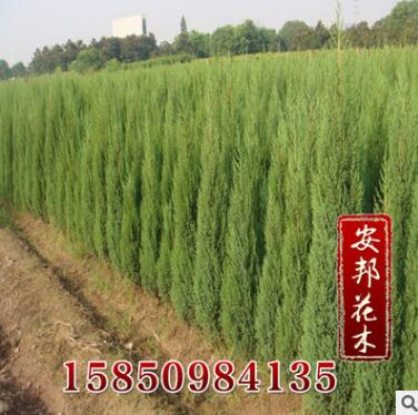 优质塔柏树苗 规格齐全 量大优惠 塔柏树苗价格 塔柏图2