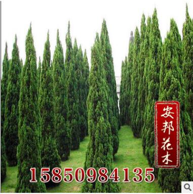 优质塔柏树苗 规格齐全 量大优惠 塔柏树苗价格 塔柏图3
