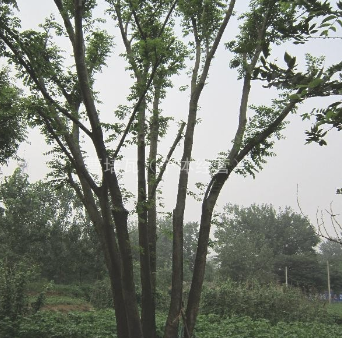 移植朴树