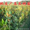 批发庭院高档植物广玉兰树苗嫁接广玉兰小苗速生广玉兰苗绿化苗木