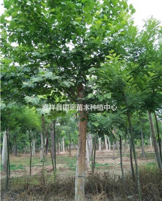 法桐树什么价格