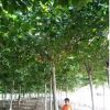 济宁市兖州区供应造型15厘米20厘米速生法桐