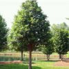 优质观赏树种美国娜塔栎彩叶苗木