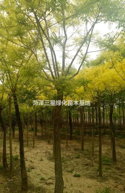 7公分金枝槐价格，10公分金枝槐价格