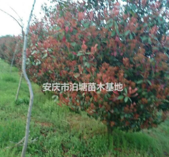 安徽红叶石楠，安庆红叶石楠，红叶石楠球