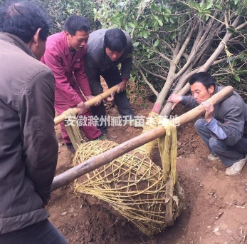 桂花 桂花树 安徽桂花 滁州桂花 桂花价格