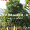 丛生女贞， 梓树乌桕，石楠 丛生朴树， 丛生榔榆 ，黄连木