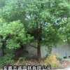 重阳木，大叶女贞，紫薇，桂花，榔榆，红叶李，香樟，元宝枫等