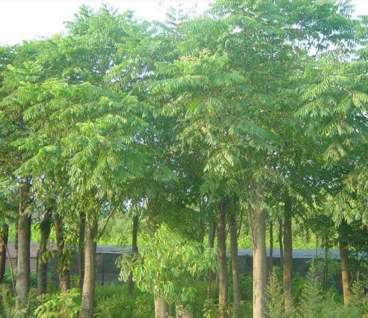 供应栾树 6-15公分栾树