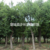 大量出售榔榆，朴树，乌桕，皂角，丝绵木。国槐，女贞，黄连木