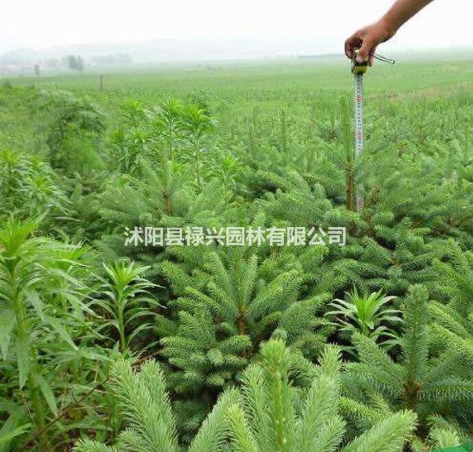 云杉市场价 2017云杉市场行情 云杉树苗种植基地 云杉图片