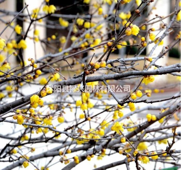 腊梅市场价 腊梅价格 腊梅图片 腊梅种植基地 江苏腊梅