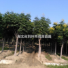 一级苗 栾树