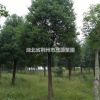 一级苗 全冠香樟