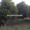 工程用苗 桂花