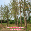 安徽安庆低价供应批发基地15-25cm银杏树