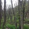 安徽地区供应30-40公分丛生朴树