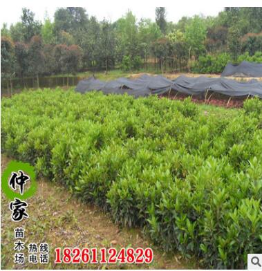 产地直销优质法国冬青树苗 工程园林绿化苗木法国冬青 规格齐全图3
