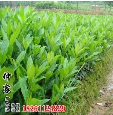 产地直销优质法国冬青树苗 工程园林绿化苗木法国冬青 规格齐全图2